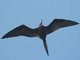 Magnificent Frigatebird (Fregata magnificens)