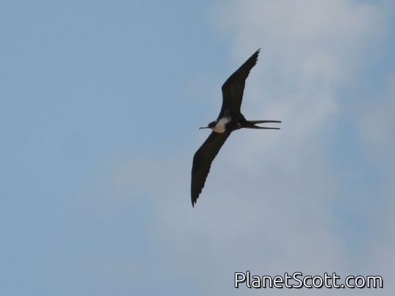 Great Frigatebird (Fregata minor) Female
