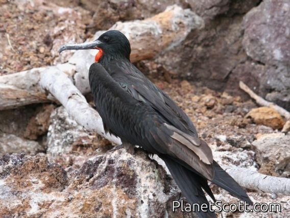 Great Frigatebird (Fregata minor)