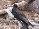Great Frigatebird (Fregata minor)