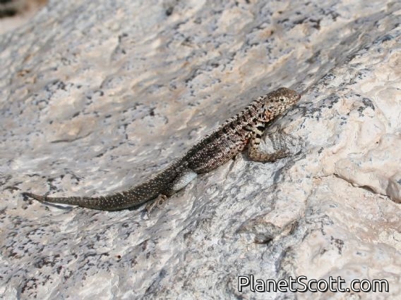 Santa Cruz Lava Lizard (Microlophus indefatigabilis ) Male