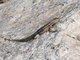 Santa Cruz Lava Lizard (Microlophus indefatigabilis ) Male