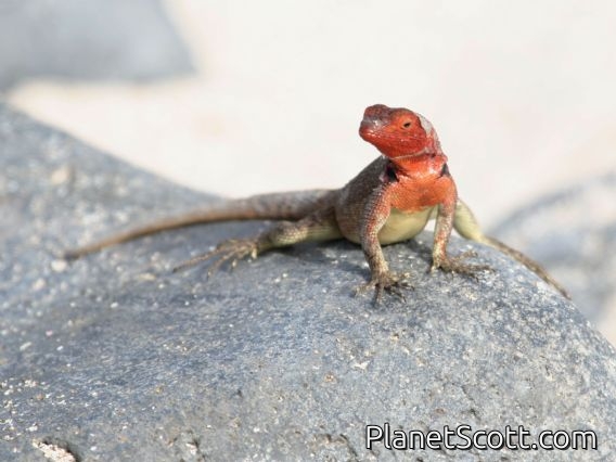 Hood Lava Lizard (Tropidurus delanonis) Female