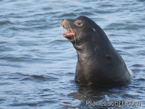 Galapagos Sea Lion (Zalophus wollebaeki) - Male