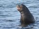 Galapagos Sea Lion (Zalophus wollebaeki) - Male