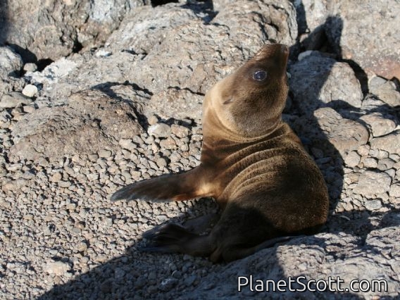 Galapagos Sea Lion (Zalophus wollebaeki) Juvenile