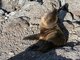 Galapagos Sea Lion (Zalophus wollebaeki) Juvenile