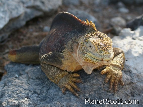 Galapagos Land Iguana (Conolophus subcristatus)