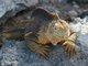 Galapagos Land Iguana (Conolophus subcristatus)