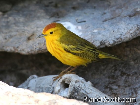 Yellow Warbler (Dendroica petechia) Male