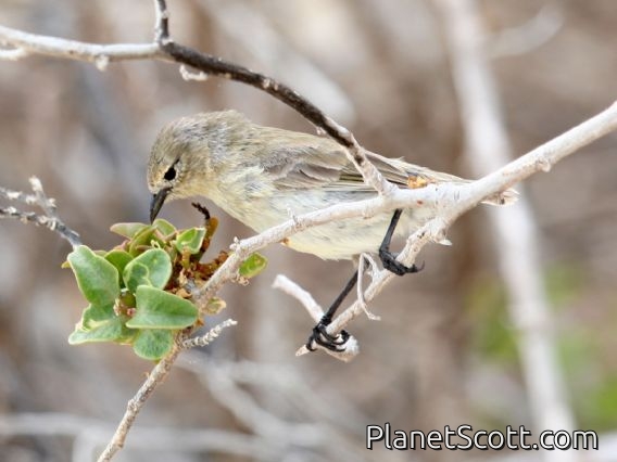 Yellow Warbler (Dendroica petechia) Juvenile