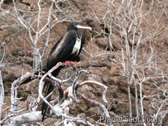 Magnificent Frigatebird (Fregata magnificens) Female