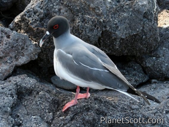Swallow-tailed Gull (Creagrus furcatus)
