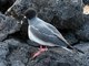 Swallow-tailed Gull (Creagrus furcatus)