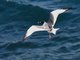 Swallow-tailed Gull (Creagrus furcatus)