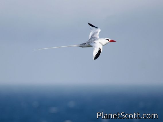 Red-billed Tropicbird (Phaethon aethereus)