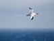 Red-billed Tropicbird (Phaethon aethereus)