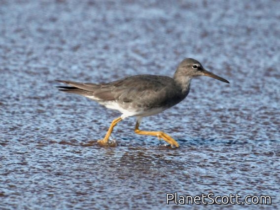 Wandering Tattler (Tringa incana)