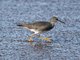 Wandering Tattler (Tringa incana)