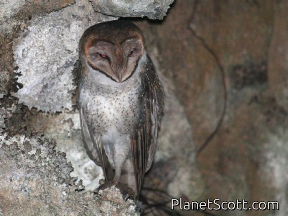 American Barn Owl (Tyto furcata)