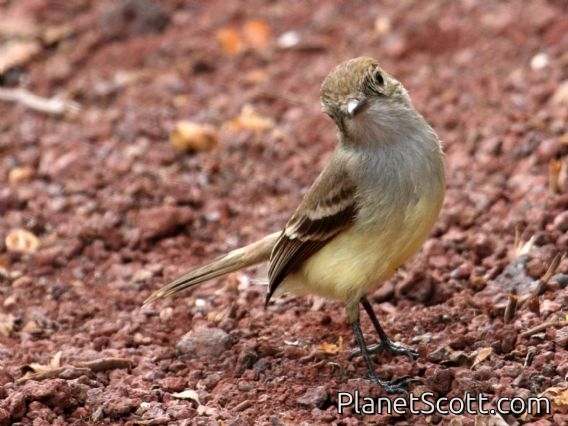 Large-billed Flycatcher (Myiarchus magnirostris)