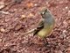 Large-billed Flycatcher (Myiarchus magnirostris)