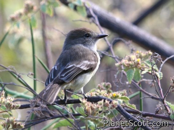 Large-billed Flycatcher (Myiarchus magnirostris)