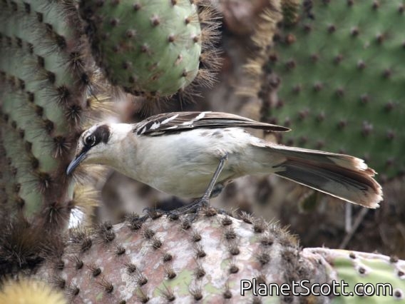 Galapagos Mockingbird (Nesomimus parvulus)