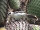 Galapagos Mockingbird (Nesomimus parvulus)