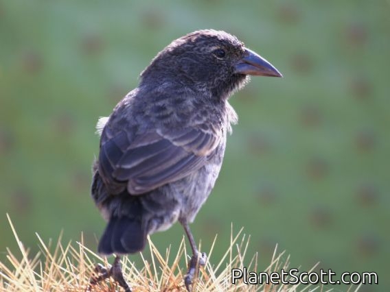 Common Cactus-Finch (Geospiza scandens)