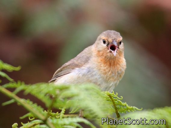 Warbler Finch (Certhidea olivacea)