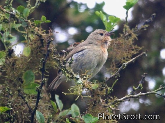 Warbler Finch (Certhidea olivacea)