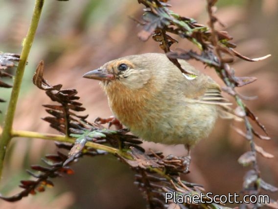 Warbler Finch (Certhidea olivacea)