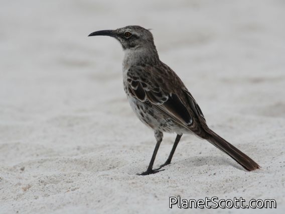 Hood Mockingbird (Nesomimus macdonaldi)