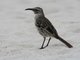 Hood Mockingbird (Nesomimus macdonaldi)