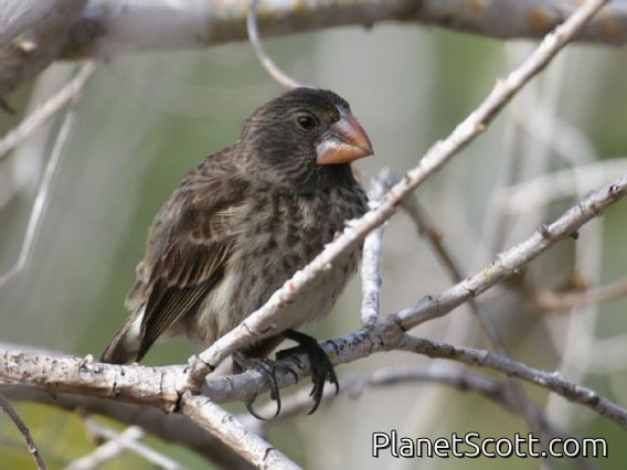 Large Ground-Finch (Geospiza magnirostris)