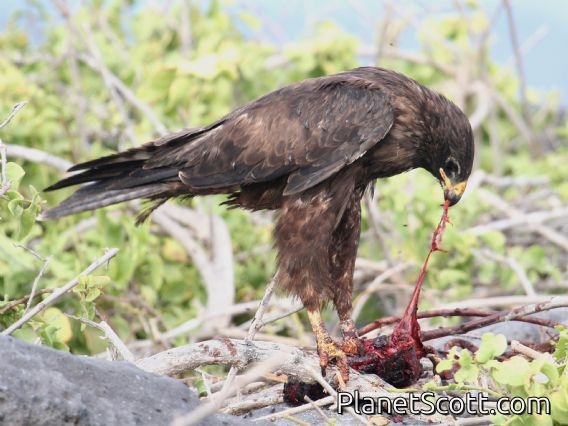 Galapagos Hawk (Buteo galapagoensis)