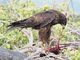 Galapagos Hawk (Buteo galapagoensis)