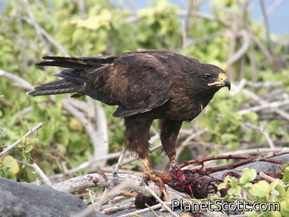 Galapagos Hawk (Buteo galapagoensis)