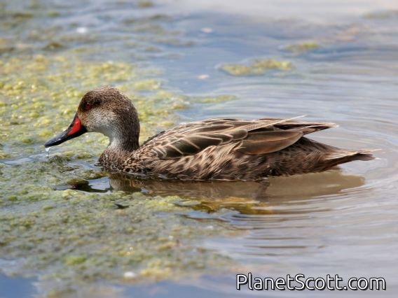 White-cheeked Pintail (Anas bahamensis)