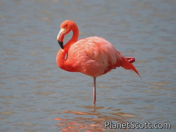 Greater Flamingo (Phoenicopterus ruber)