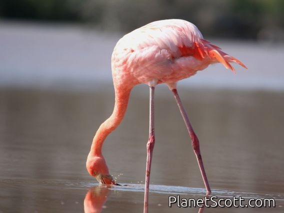 Greater Flamingo (Phoenicopterus ruber)