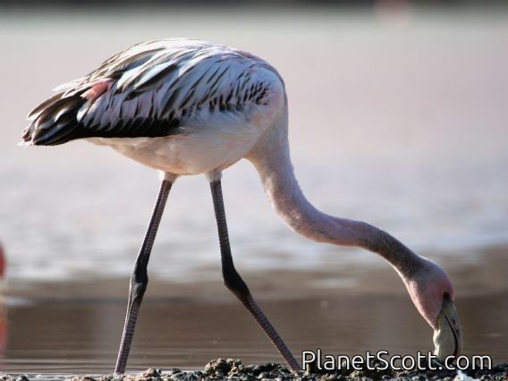 Greater Flamingo (Phoenicopterus ruber) Juvenile