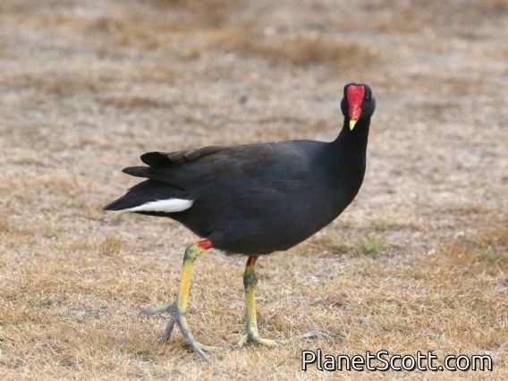 Common Moorhen (Gallinula chloropus)