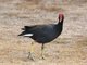 Common Moorhen (Gallinula chloropus)