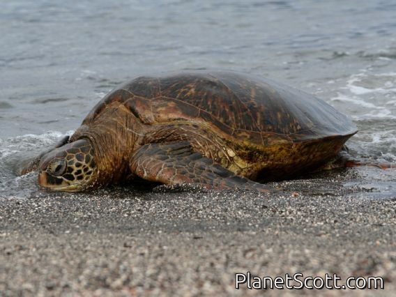 Green Sea Turtle (Chelonia mydas)