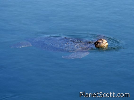 Green Sea Turtle (Chelonia mydas)