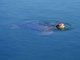 Green Sea Turtle (Chelonia mydas)