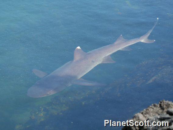 White Tipped Reef Shark (Triaenodon obesus)