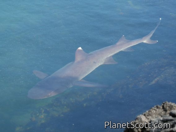 White Tipped Reef Shark (Triaenodon obesus)